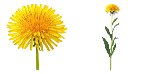 Delicate dandelion blossom isolated on transparent background, Set of