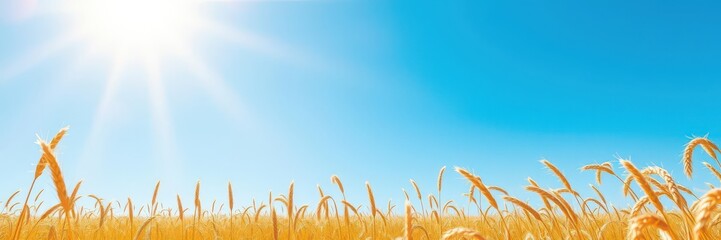 Golden wheat field under a clear blue sky on a sunny day, creating a beautiful and serene landscape, day, golden