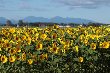 畑に植えられた緑肥用のヒマワリの花が元気よく咲く、9月下旬の当別町