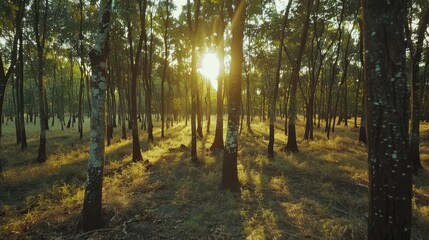 Golden Hour in the Birch Forest: Sunlight streams through a dense birch forest, casting long shadows on the forest floor and creating a serene and tranquil atmosphere.