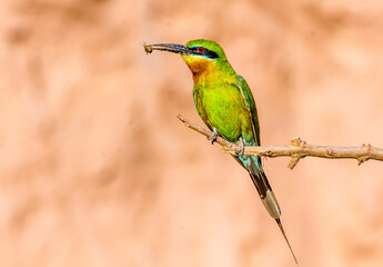 Colorful blue tailed bee eater perched on a branch with wasp in his beak. close up portraiture...