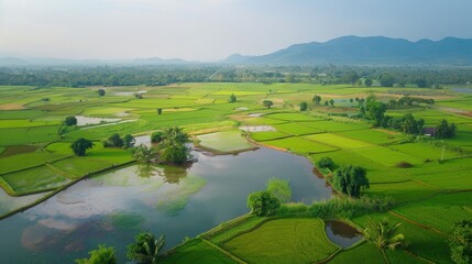 Obraz premium Serene Rice Paddy Fields: An aerial view captures the tranquility of lush green rice paddies, interspersed with shimmering ponds, and framed by distant mountains.