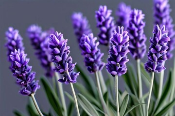 Obraz premium lavender variants