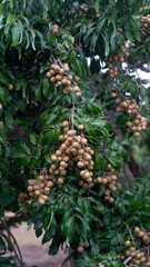 Longan farm with abundant production, high quality longan farm