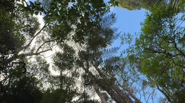 Hiking in a forest in Auckland where silver fern trees are rustling in the gentle breeze. Summer day.