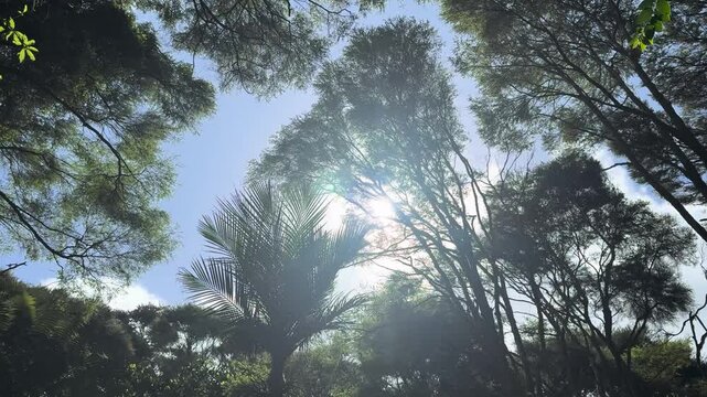 Hiking in a forest in Auckland where silver fern trees are rustling in the gentle breeze. Summer day.