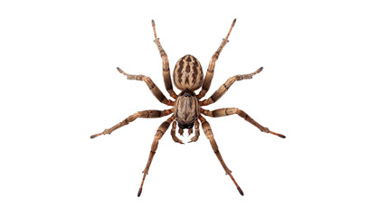Spider Europe Mediterranean on a transparent background