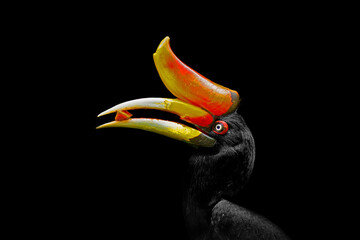 Fototapeta premium hornbill black background