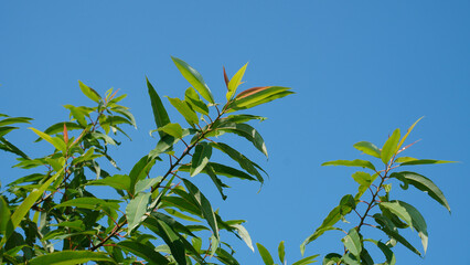 leaves of the Salix amygdaloides species plant are densely planted on a tree branch against a blue...