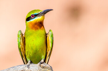 Portrait of Blue-tailed bee-eater (philippinus merops) beautiful green bird with blue tail perching on branch, exotic nature