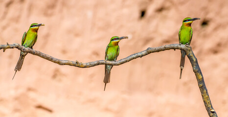 Three Blue-tailed bee-eater (philippinus merops) beautiful green bird with blue tail perching on...
