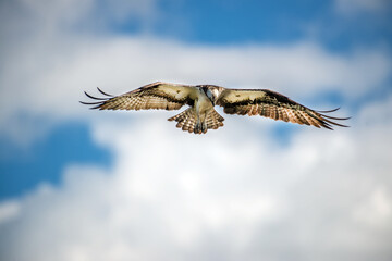 Closeup of an Osprey hovering in the clouds
