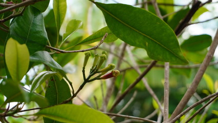 Obraz premium Fresh and green clove flowers (Syzygium aromaticum) in close-up shot on a tree branch