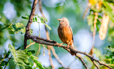 Chestnut-tailed starling, also called grey-headed starling sitting on a branch.