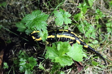 Feuersalamander 