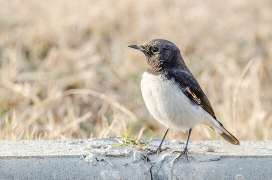 Picatatapuit, Variable Wheatear, Oenanthe picata is a species of bird and found in Subcontinent.