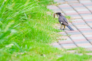 Jacobin cuckoo, pied cuckoo, or pied crested cuckoo in Lake View Islamabad - Birds of Pakistan