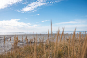Obraz premium reeds on the beach