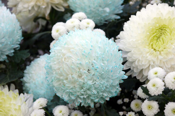 The petals are pale blue chrysanthemums. It is made of white chrysanthemum by using the siphon principle to absorb dyes and make it into colorful.