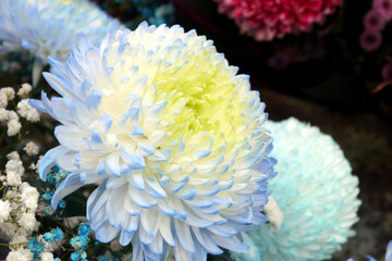 The petals are pale blue chrysanthemums. It is made of white chrysanthemum by using the siphon principle to absorb dyes and make it into colorful.