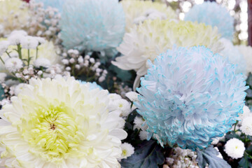 The petals are pale blue chrysanthemums. It is made of white chrysanthemum by using the siphon principle to absorb dyes and make it into colorful.