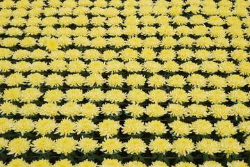 Yellow chrysanthemums, autumn flowers. Chrysanthemum also known as florist's daisy and hardy garden mum, or in China juhua is a species of perennial plant from family Asteraceae.
