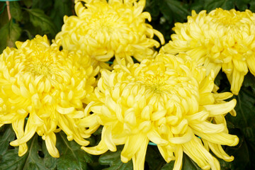 Yellow chrysanthemums, autumn flowers. Chrysanthemum also known as florist's daisy and hardy garden mum, or in China juhua is a species of perennial plant from family Asteraceae.