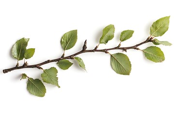 Fototapeta premium Elm wych leaf isolated on white background, close up