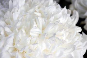 White chrysanthemum, autumn flowers. Chrysanthemum also known as florist's daisy and hardy garden mum, or in China juhua is a species of perennial plant from family Asteraceae.