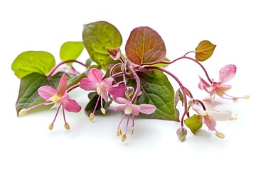 Epimedium isolated on white background, close up