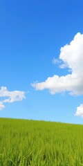 Obraz premium Vibrant green grass field under a clear blue sky with fluffy white clouds, clouds