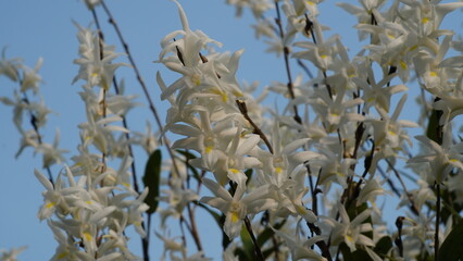 Dendrobium crumenatum orchid species on a blue sky background with white flower petals clustered...