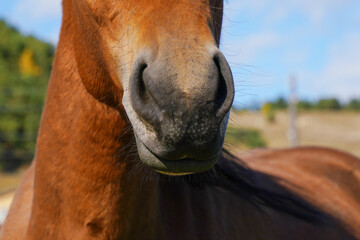 Naklejka premium Close-up of a horse's face showcasing its features in a sunny pasture during autumn