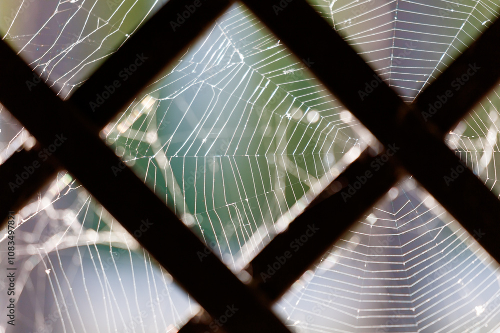Wall mural a spider web is shown in a window frame