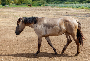 A horse is walking on a dirt field