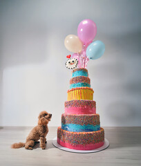 poodle and birthday cake