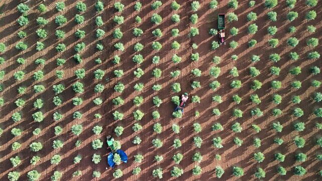 TRACTOR CIRCULANDO ENTRE ARBOLES FRUTALES