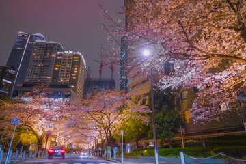 夜空の下の桜並木と車道