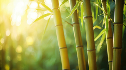 Obraz premium Serene Bamboo Forest with Lush Green Stalks Bathed in Warm Golden Light, Capturing the Tranquility and Beauty of Nature in a Soothing Environment