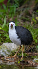 Fototapeta premium White-breasted Waterhen starring