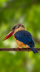 Fototapeta premium Stork-billed kingfisher on a branch