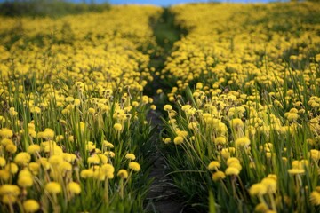 Fototapeta premium A path through a field of vibrant yellow dandelions.