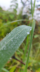 Water droplet on the leaf