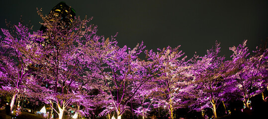 Obraz premium 高層タワーと光る夜桜