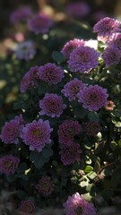 Obraz premium purple flowers