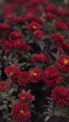 Fototapeta premium red and yellow flowers