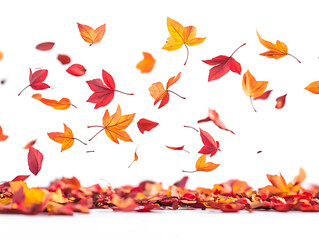 Obraz premium Romantic floating maple petals on white background