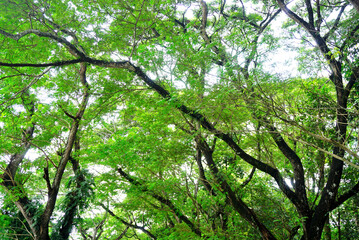 Fototapeta premium Tree canopy, Nature forest pattern background