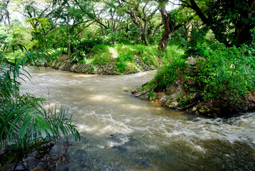 Small stream flows through the forest