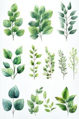 Obraz premium Watercolor Illustration of Various Green Leaves and Branches